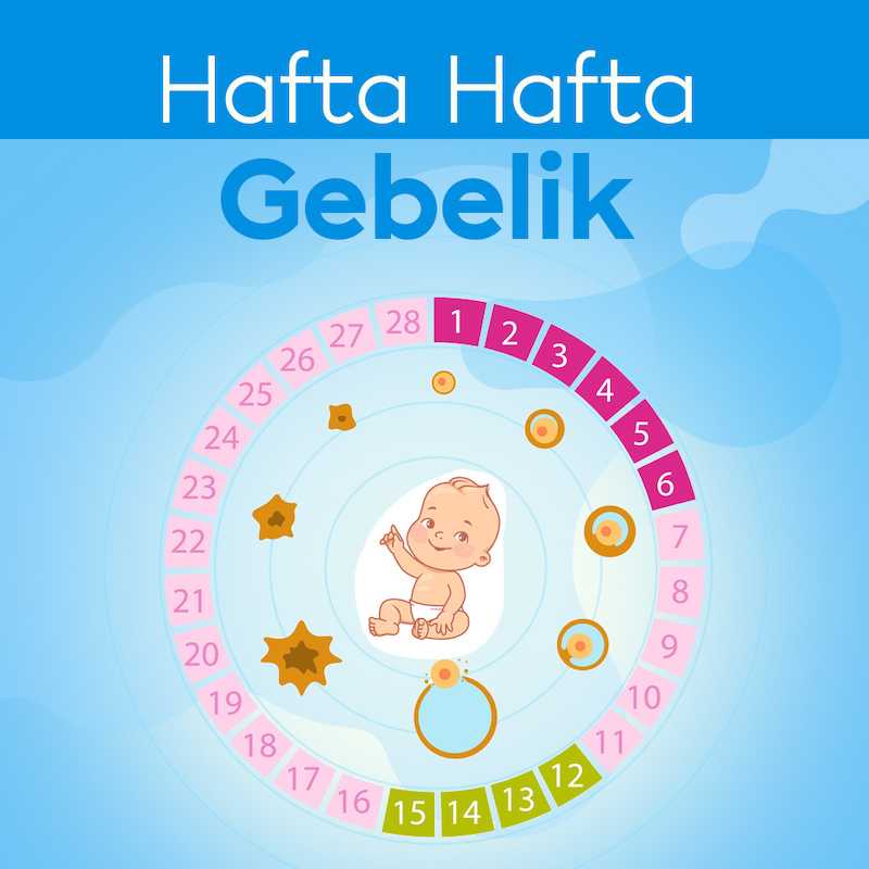 Hafta Hafta Gebelik
